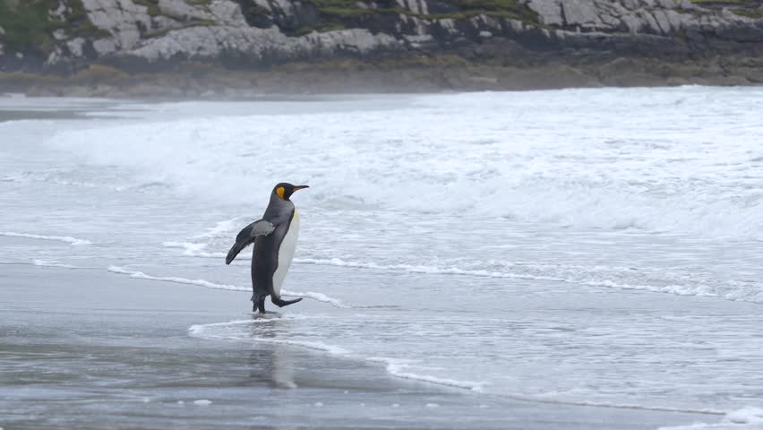 King Penguin in the Falkland Islands Enters the Ocean. Fry Beach to Water Standing to Dive and Swim Waves Crashing. Alone in Colony.