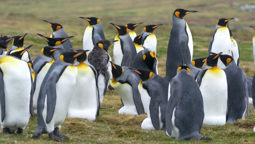 Colony of King Penguins in the Falkland Islands. One is Molting Teenager. Mothers Pregnant with Eggs. Standing Around Natural Habitat Wildlife