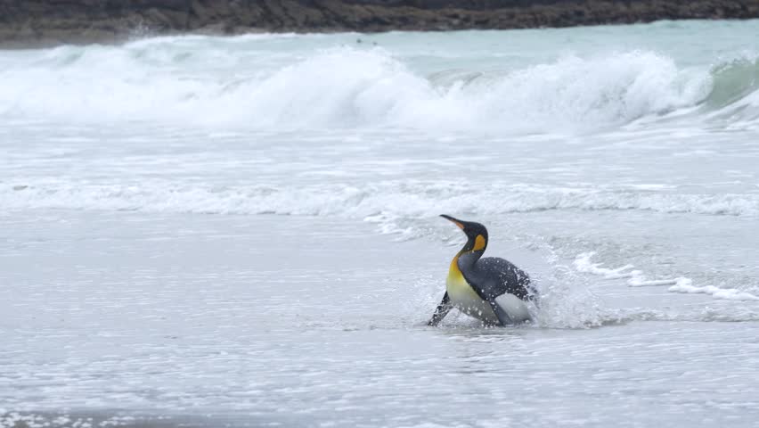 King Penguin Swims to Beach, Stands and Walks Away From Ocean in the Falkland Islands near Antarctica. Wildlife Natural Habitat Documentary