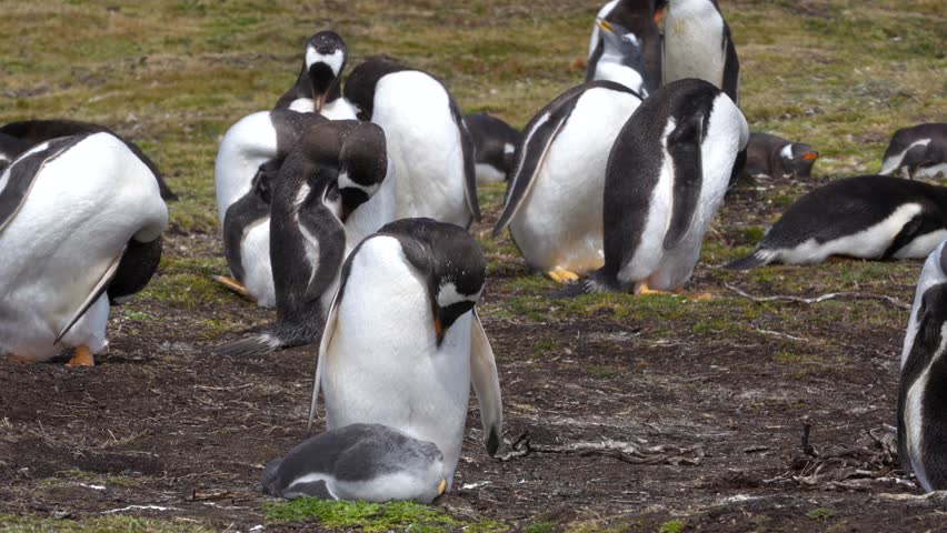 Penguin Colony of Gentoo Penguins in the Falkland Islands. On Dirt and Grass. Cute Group Natural Habitat Chick at the Feet of Mother. Funny Cute