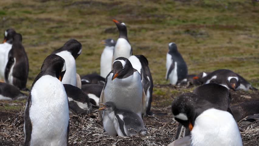 Funny Gentoo Penguin Chick Laying at Feet of Mother. Fuzzy Feathers in Colony in the Falkland Islands. Penguin Chick Poops, Sprays Guano.