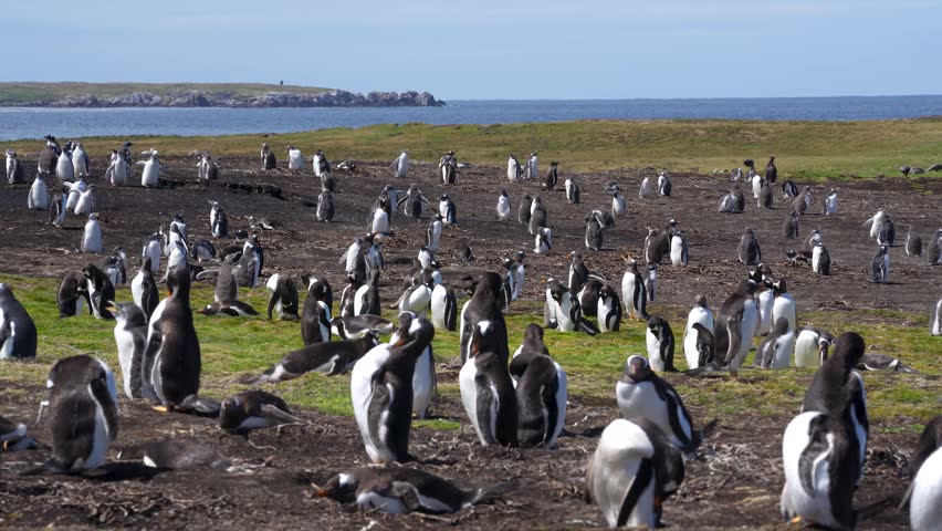 Gentoo Penguin Colony Medium Shot Beautiful Natural Habitat in the Falkland Islands. Grass and Dirt with Ocean in the Background. Hundreds Wildlife