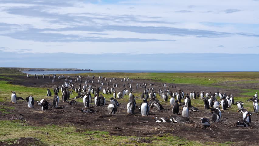 Wide Shot Gentoo Penguin Colony Beautiful Natural Habitat in the Falkland Islands. Grass and Dirt with Ocean in the Background. Hundreds of Penguins