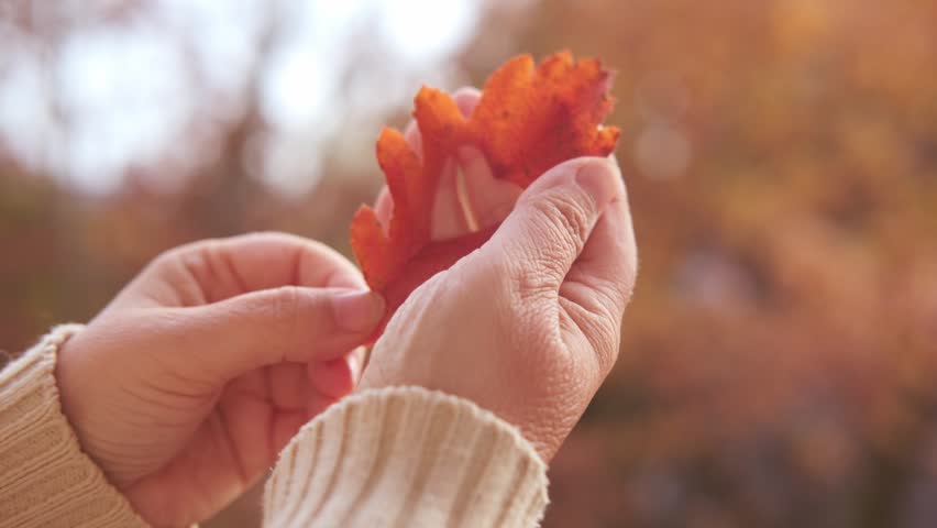 autumnal golden leaf with heart in female hand, nature lover, Harmony between human and nature outdoor scene, autumn mood concept, gracefully descending, seasonal transitions, foliage botany content