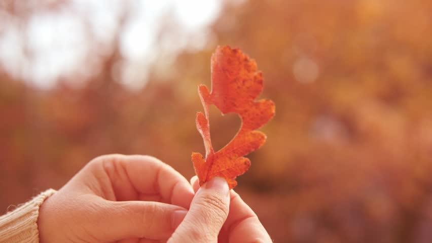 autumnal golden leaf with heart in female hand, nature lover, Harmony between human and nature outdoor scene, autumn mood concept, gracefully descending, seasonal transitions, foliage botany content