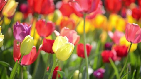 Multiple Colored Tulips in a Garden Blowing in the Wind