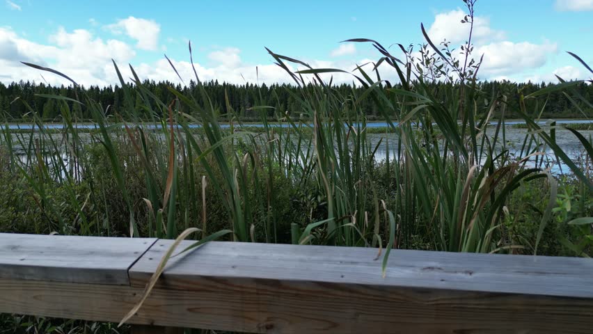 Rising aerial footage in the wetlands on the edge of a shallow marshy lake. Catails, reeds, and lily pads grow thick in a native Minnesotan ecosystem. Old growth forest borders the blue waters of a lake in summertime. Pelican Lake, Minnesota, North America