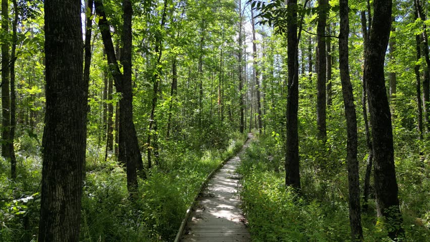 Shimmering light filters down through the canopy of an old growth forest. Natural area of protected land with a boardwalk hiking trail. Lush growth in the woodland forest floor. Northern hiking trail ready for adventure in Minnesota, USA