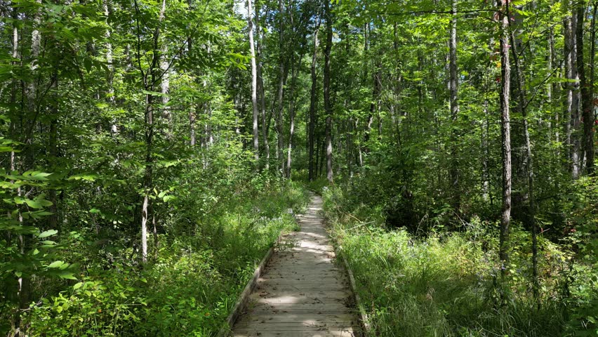 Boardwalk hiking trail in Northern Minnesota. Explore the preserved natural area in a native old growth forest