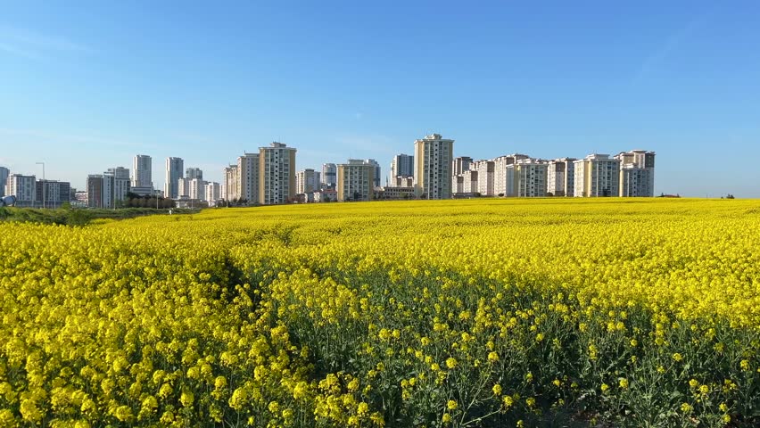 Colza Canola field (Turkish: Kanola) behind modern buildings at autumn in Istanbul, Turkey. (4K video)