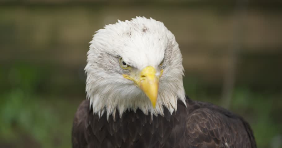 Extreme close-up of bald eagle white head and yellow beak staring around in slow motion at Jeju Hwajoowon Flower Bird Park