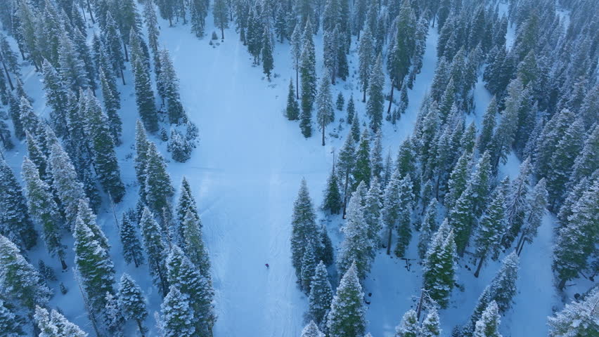 Snowy trail with frosted trees, skiing adventure through icy forest illuminated by gentle blue glow, crosscountry skier navigating snowy forest corridor lined with frosted trees under calm blue hue