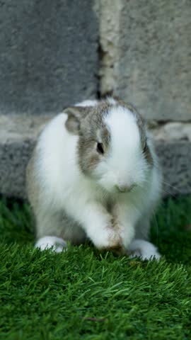 A small white and grey bunny sits on green grass against a stone wall.
