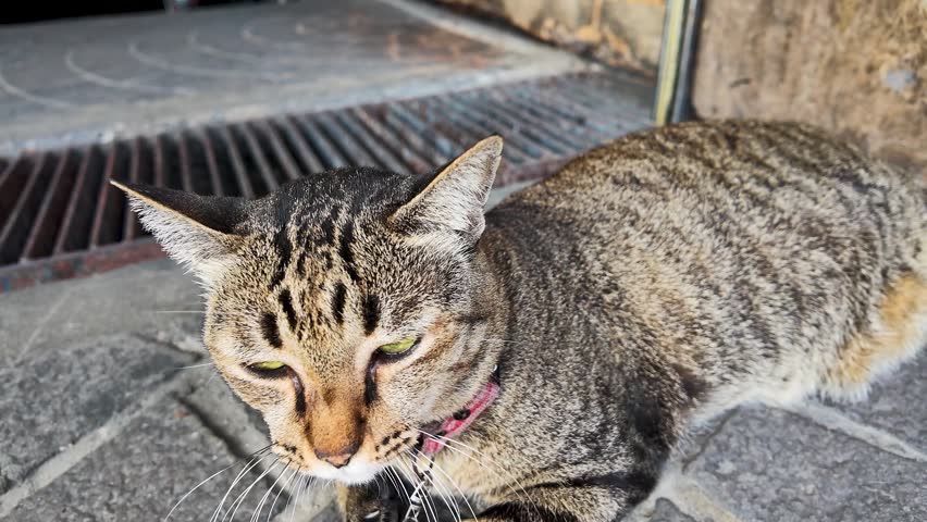 A brown tabby cat lies on a stone street, yawning widely in natural daylight.