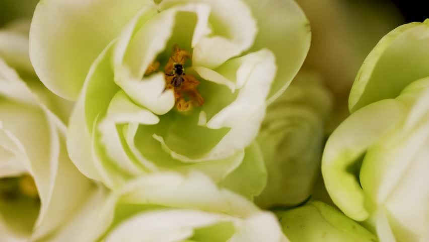 Macro shot of a tiny insect moving across the stamen of a white rose.