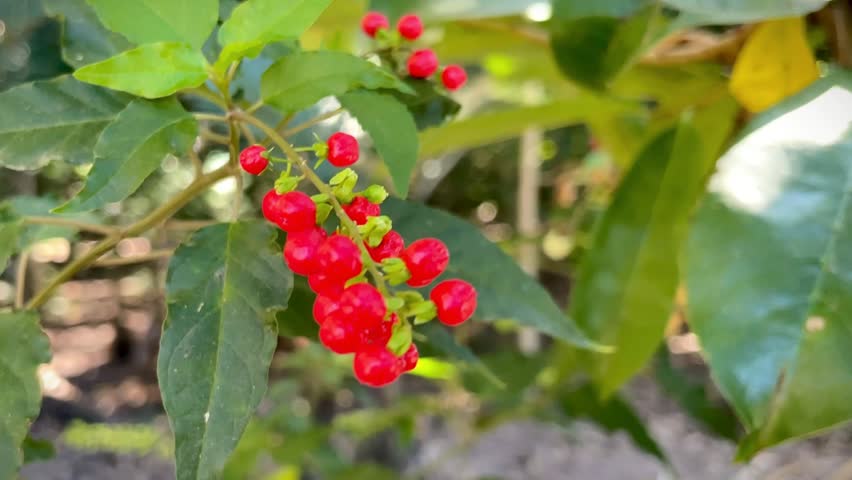 Close Up of Bright Red Wild Berries Growing on Green Leafy Plant in Nature