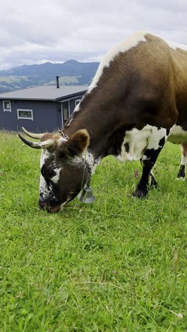Cow Grazing on Green Alpine Meadow Near Mountain House Under Cloudy Sky, Vertical Video