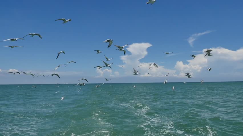 Beautiful footage of a seagull flying gracefully over the sea, showcasing its natural flight behavior in a coastal environment. Captured in stunning 4K resolution.