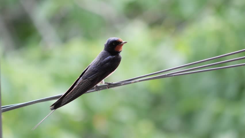 Close-up of a small swallow bird perched on a cable looking around.