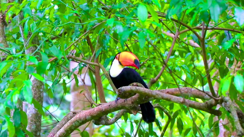 Toco toucan colorful bird in tropical nature jungle forest birds park and zoo in Foz do Iguacu State of Parana Brazil.