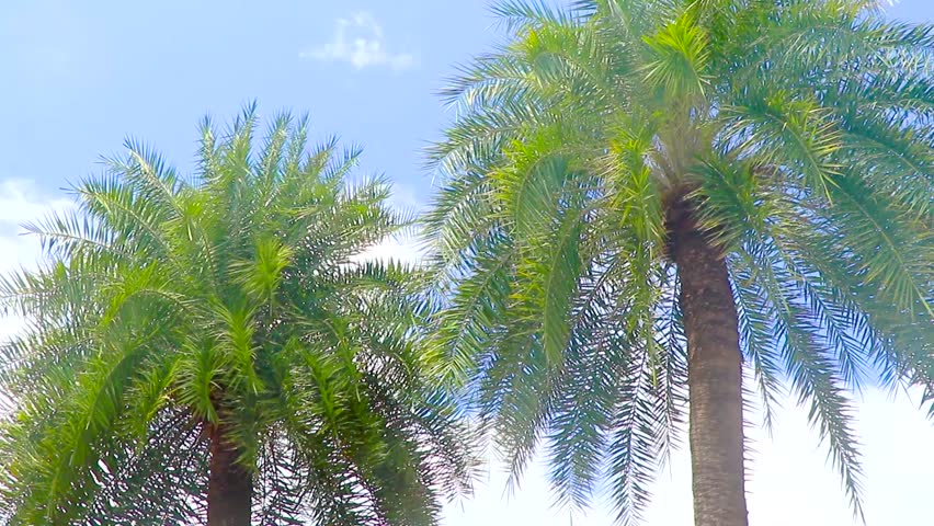 Dense tropical palm forest under sunny sky, vibrant greenery and warm light, peaceful exotic island nature scene for travel and tourism visuals in Patong Beach Phuket Island Southern Thailand.