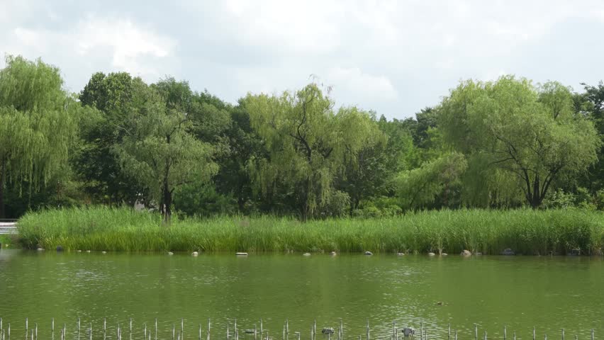 Lush reeds and trees at a peaceful park lake