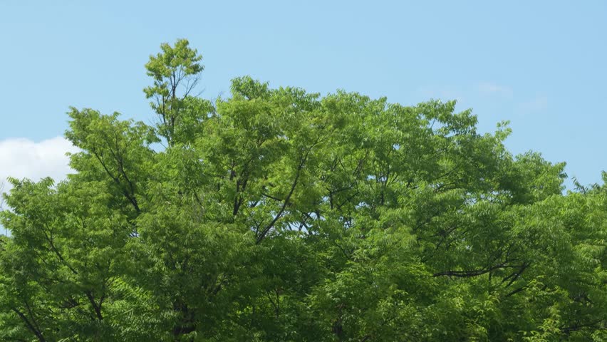 Tranquility of a lake park lined with green trees