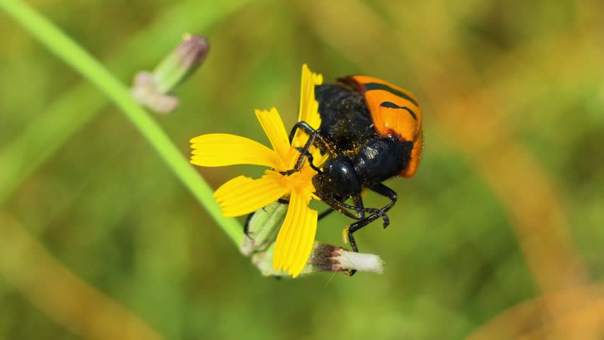 Vibrant orange and black beetle perches on a yellow flower