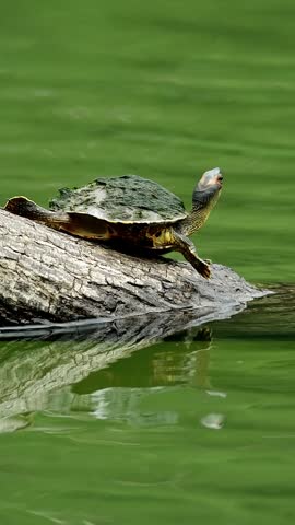 Indian roofed turtles on a log over green pond water.