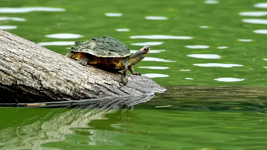 Indian roofed turtles on a log over green pond water.