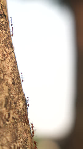 A colony of ants crossing a tree trunk.