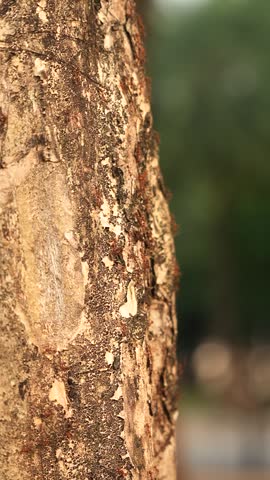 A colony of ants crossing a tree trunk