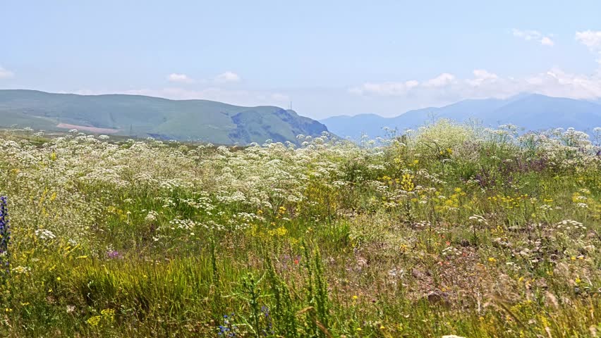 Grassy hillside with wildflowers under bright sky. Distant mountains frame the landscape