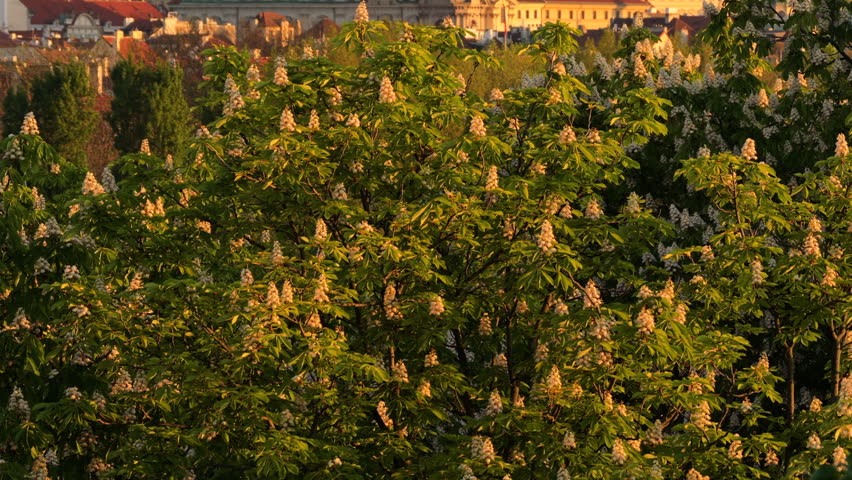 Aerial drone view of St. Nicholas Church baroque dome and tower in Mala Strana with Prague Castle and St. Vitus Cathedral rising on the hill behind, Prague, Czech Republic.