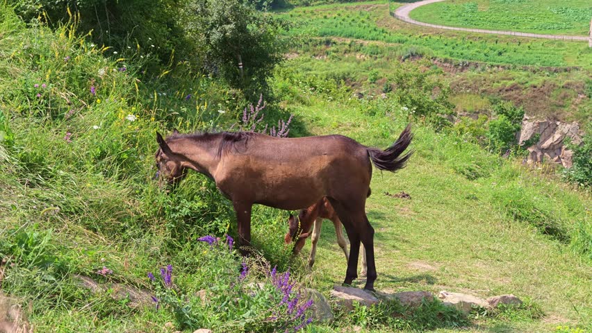 Brown horse grazes on green hillside. Purple flowers bloom near its hooves