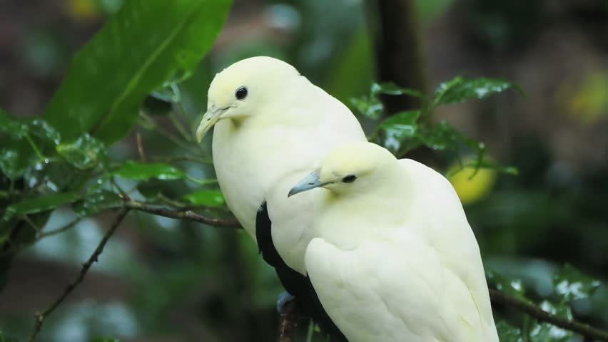 A pair of wild pied imperial pigeons resting together on a tree branch amidst lush green tropical foliage.