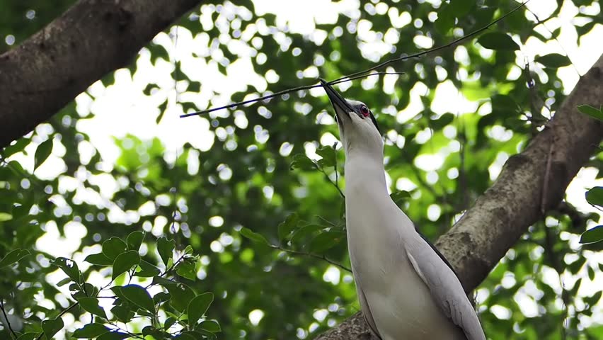 Wild black crowned night heron bird with a twig in its beak perched on a tree branch, gathering materials for nest building against lush green foliage.