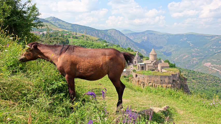 Brown horse grazes on green hillside