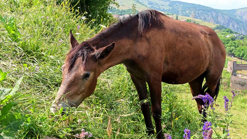 Brown horse grazes on green hillside. Purple flowers bloom near its hooves