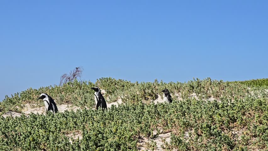 Family of Penguins in Cape Town
