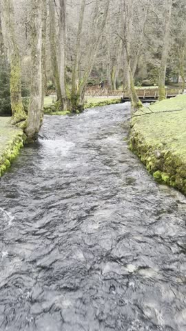 Crystal Clear Forest Stream Flowing Through a Peaceful Woodland Park