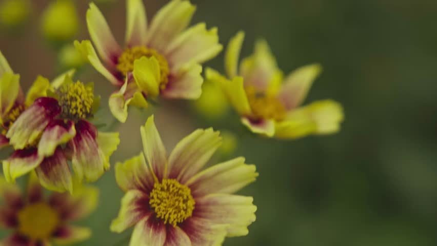 Close Up of Yellow Cosmos Flower with Red Center Blooming in Garden, 4K Video Footage
