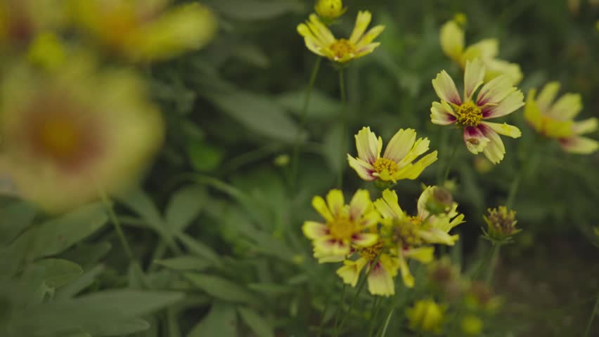 Close Up of Yellow Cosmos Flower with Red Center Blooming in Garden, 4K Video Footage