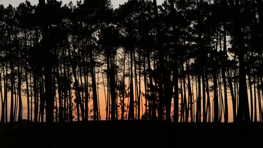 Pine forest silhouettes at sunset