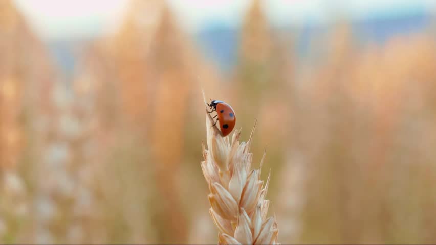 Macro Shot of a Ladybug on Golden Wheat Ear