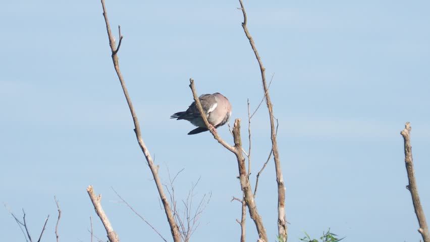 Common wood pigeon (Columba palumbus) grooming and singing on a branch in a swamp
