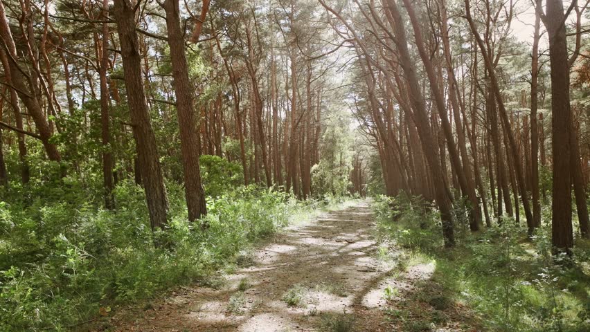 Narrow dirt trail winding through dense forest of tall pine trees under warm sunlight with vibrant green foliage and dappled shadows creating peaceful outdoor atmosphere