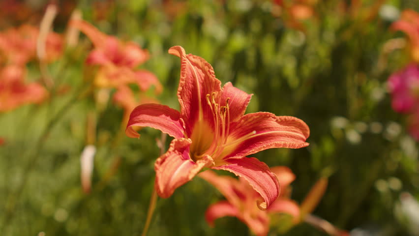 Orange lily flower blooming in a garden. Closeup of vibrant orange hemerocallis lily flower in full bloom, showing beautiful floral details. 