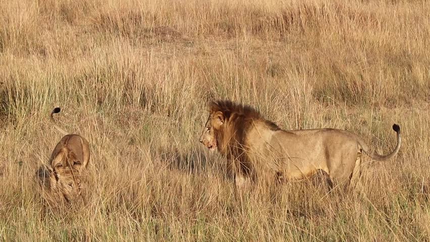 Majestic lion couple wandering through the tall golden grass of the Masai Mara National Reserve