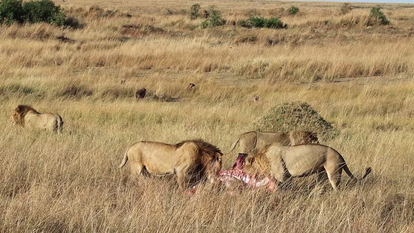 Group of male lions devouring their prey in the Maasai Mara National Reserve, Kenya